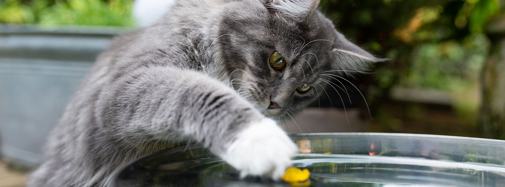 cat playing in water