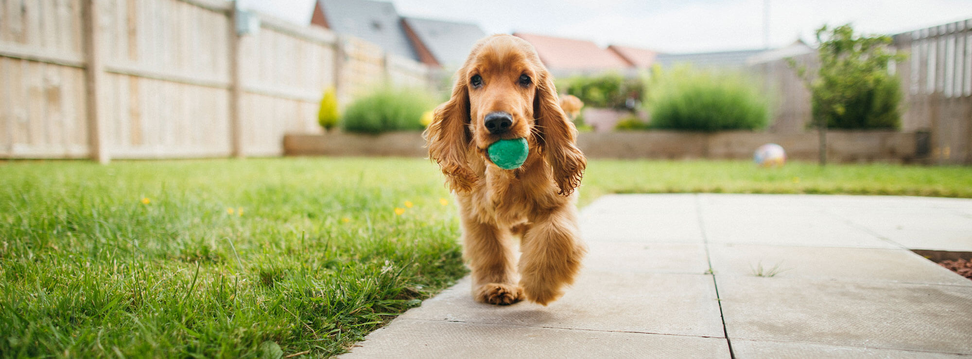 dog with green ball