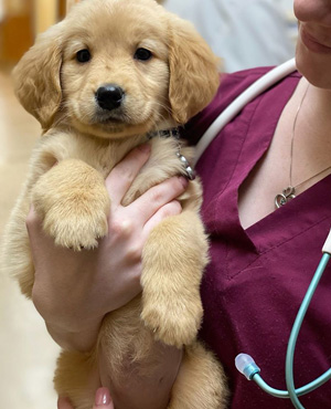 tech holding puppy