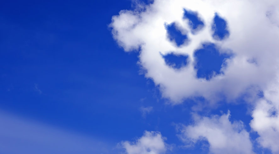 paw in the clouds