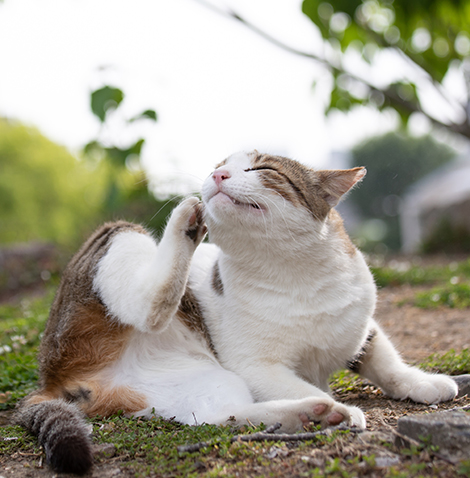 cat outside scratching