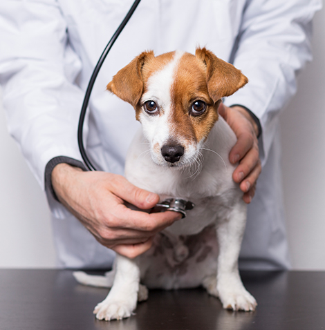 dog with stethescope