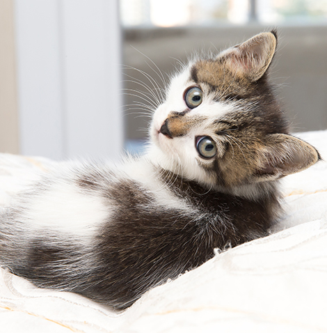 kitten on white blanket