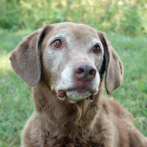 older dog sitting in grass