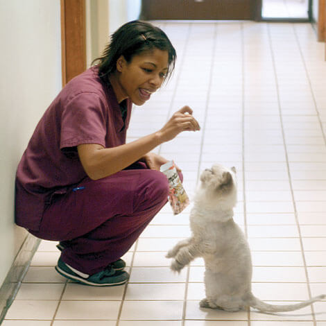 senior pet care in Charlotte, NC