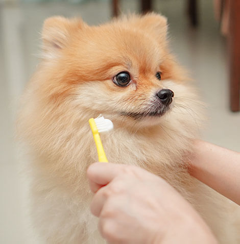 brushing puppy teeth