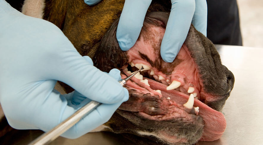 pet teeth cleaning in Charlotte, NC