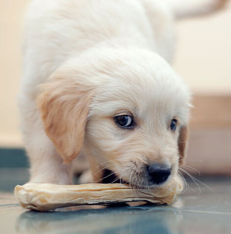 puppy with bone