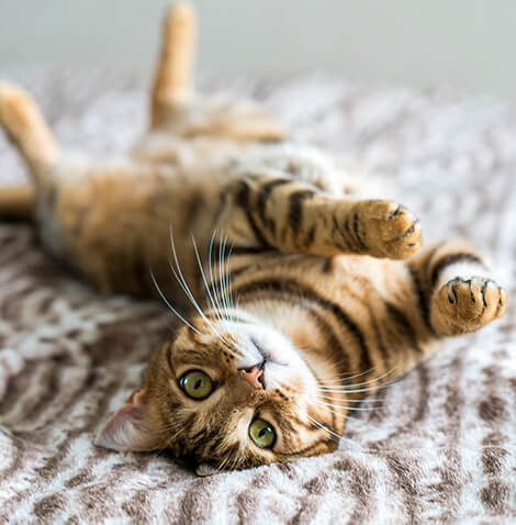 bengal kitten laying on back