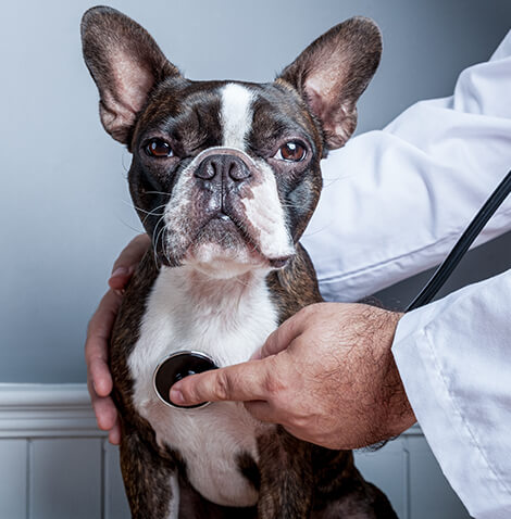 black and white dog chest exam