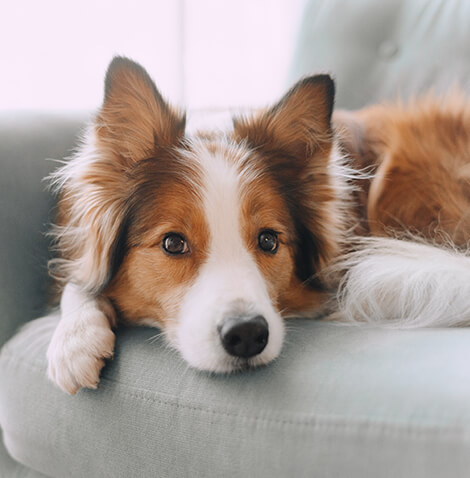 border collie on couch