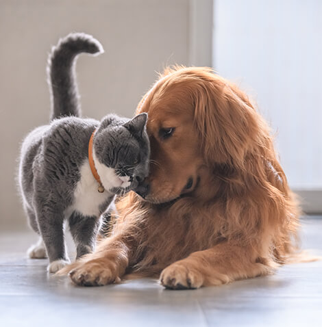 cat and dog rubbing heads