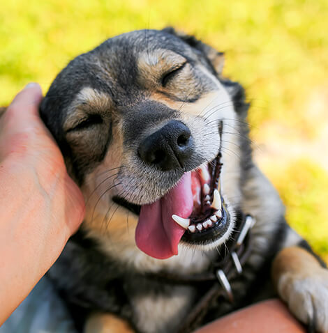 dog being petted