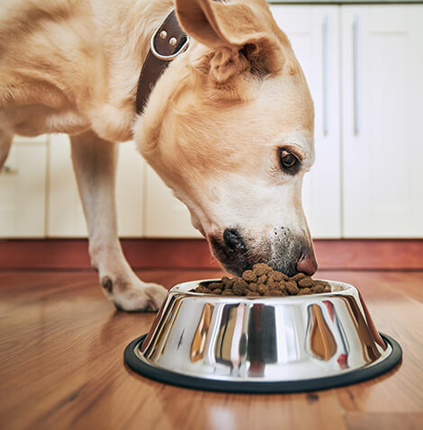 dog eating from food bowl