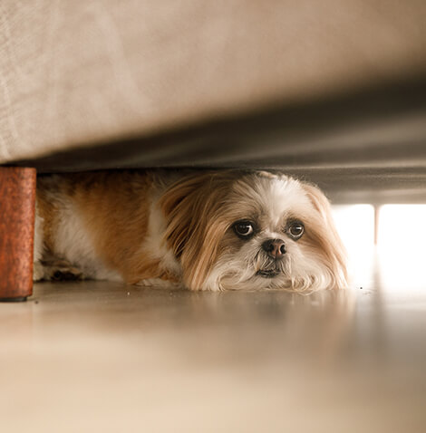 dog hiding under furniture