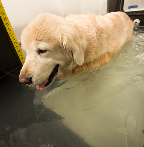 golden retriever doing hydrotherapy exercises