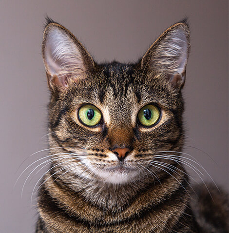 gray tabby cat with large ears