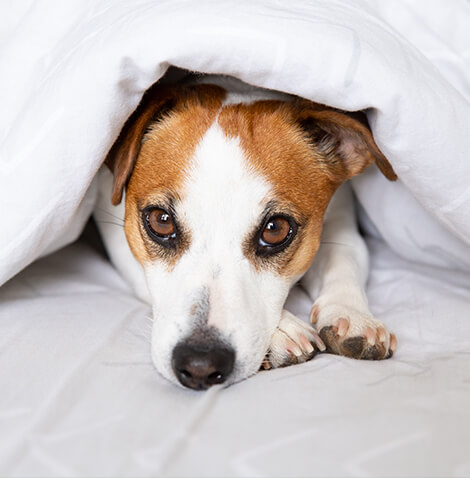 jack russell under blanket