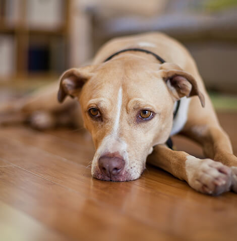 large brown dog lying on floor
