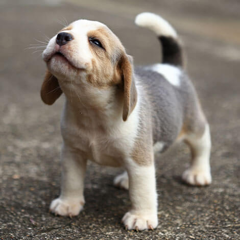 puppy with nose up in the air