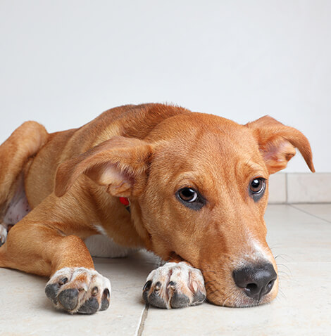 sad brown dog laying down