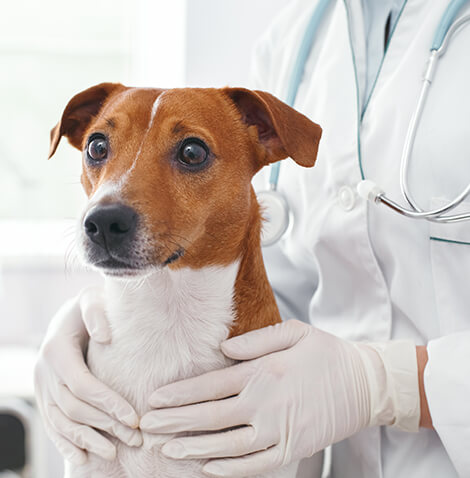 pet diagnostics in Charlotte, NC