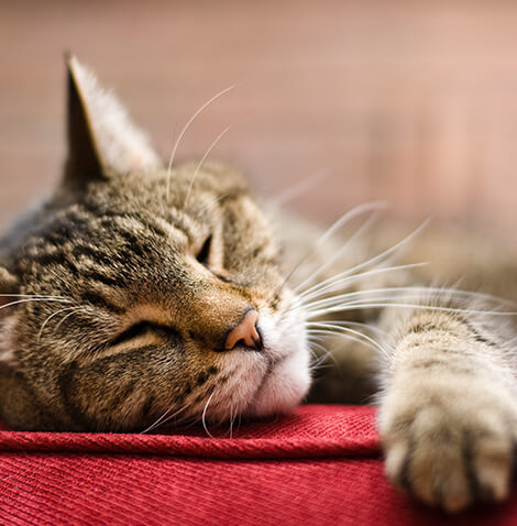 senior bengal cat sleeping