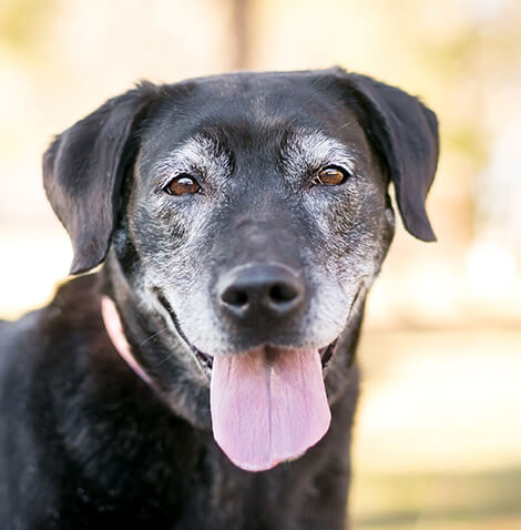 senior black lab