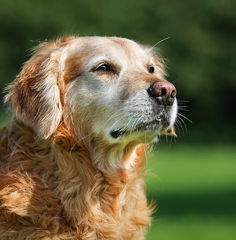 senior dog looking off in the distance