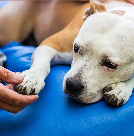 senior dog paw in owners hand