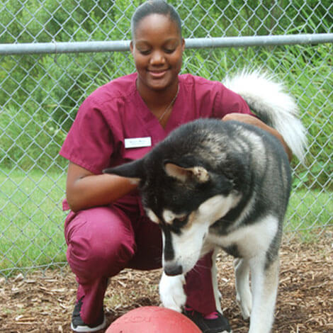 staff playing with dog