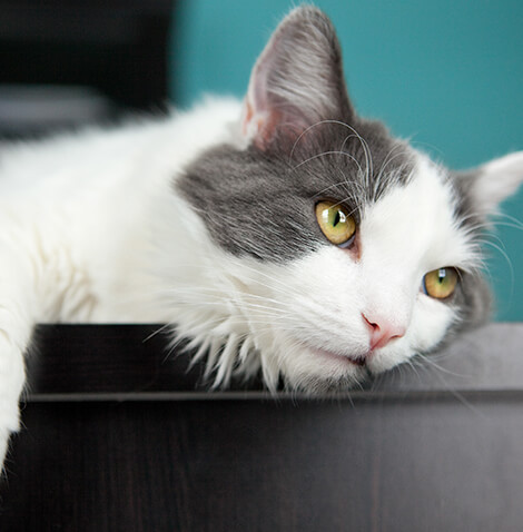 white and gray cat laying down