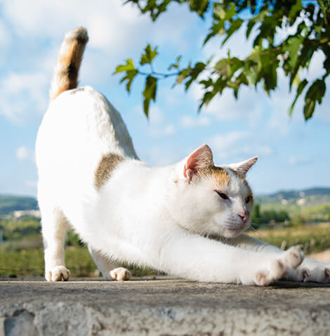 white cat stretching outside