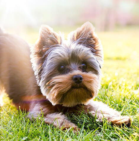 yorkshire terrier playing in grass