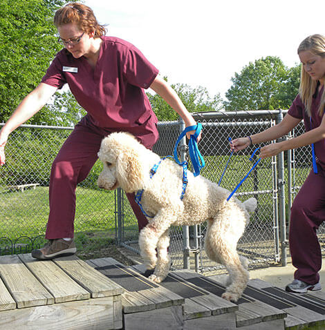 dog walking stairs