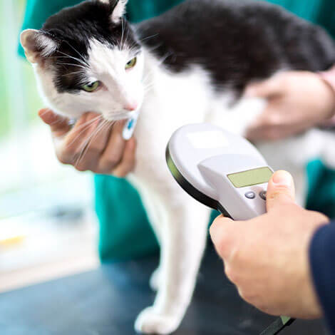 microchipping in Charlotte, NC