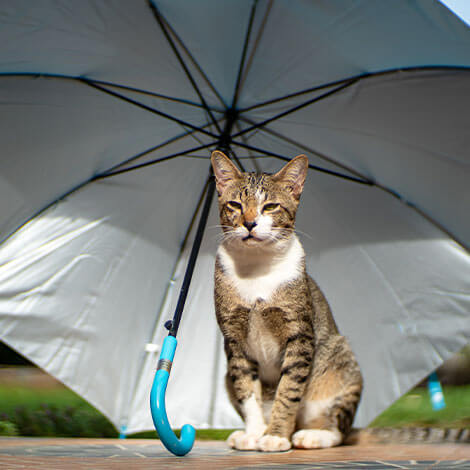 pet insurance in Charlotte, NC