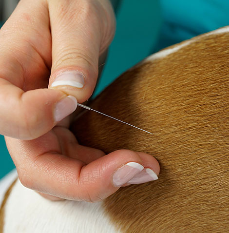 pet acupuncture in Charlotte, NC