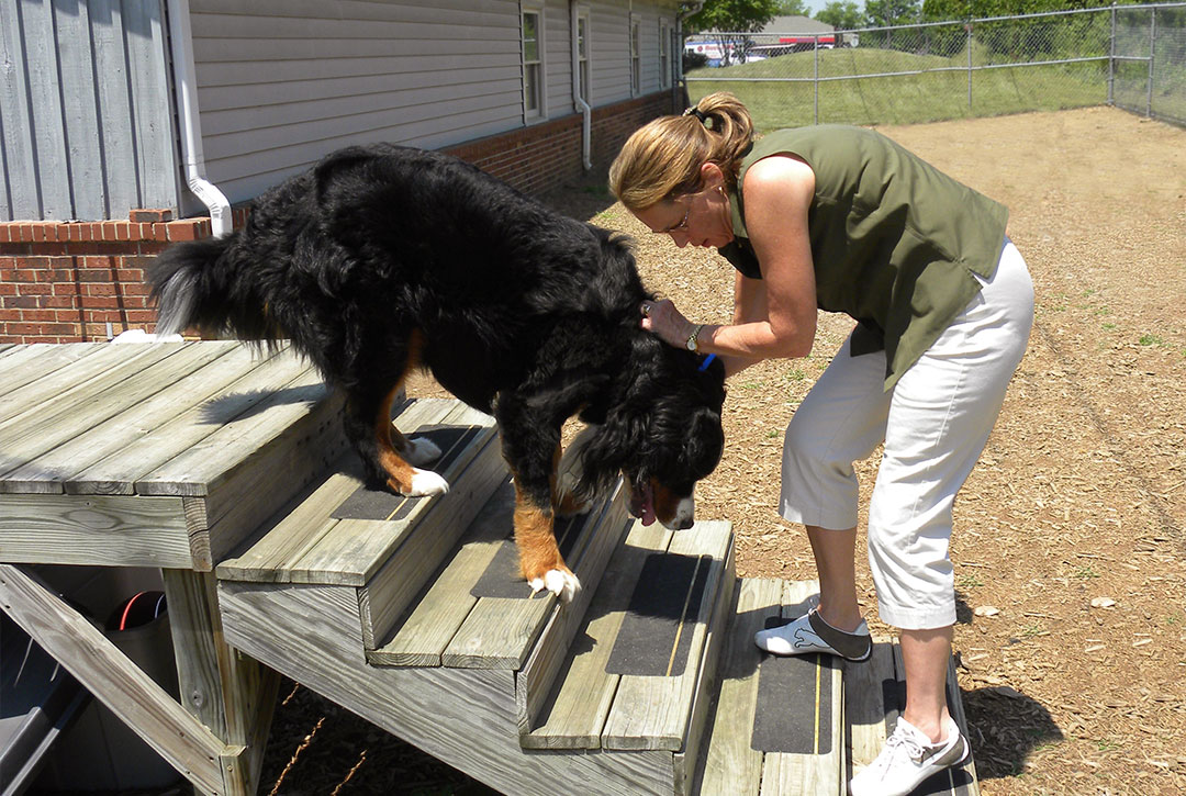 veterinarian in Charlotte NC