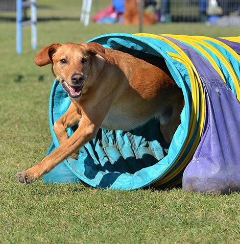 Performance and working dogs