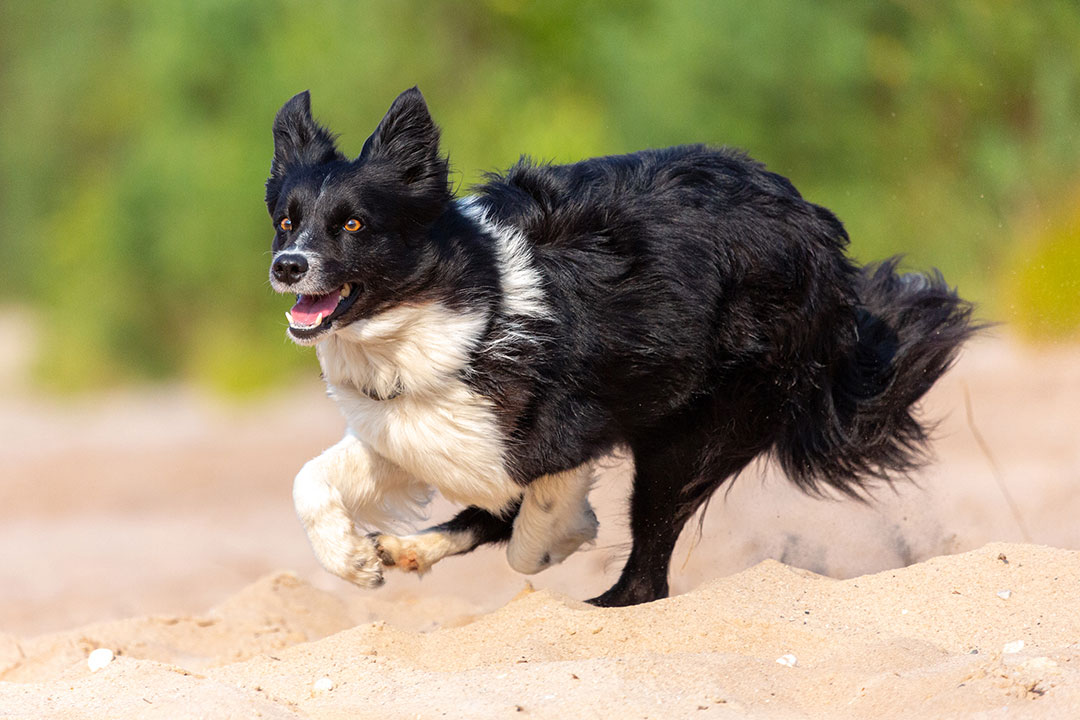 Dog running in sand