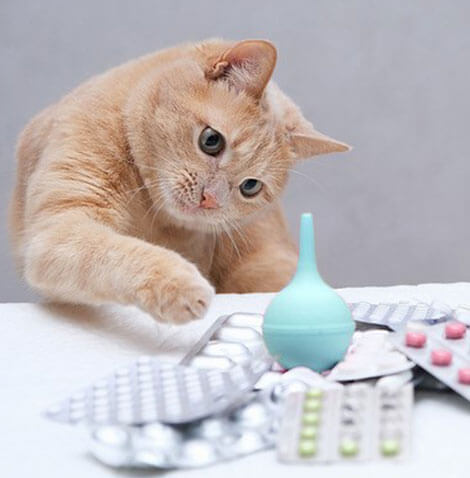 cat w medication