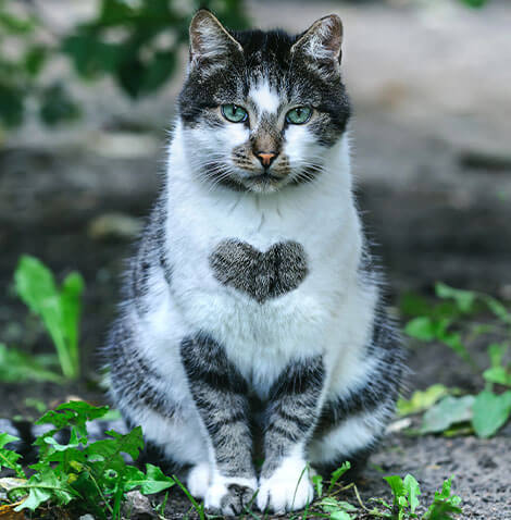 cat with heart on stomach