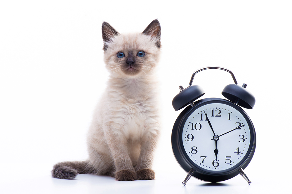 Time Change image w Cat and clock