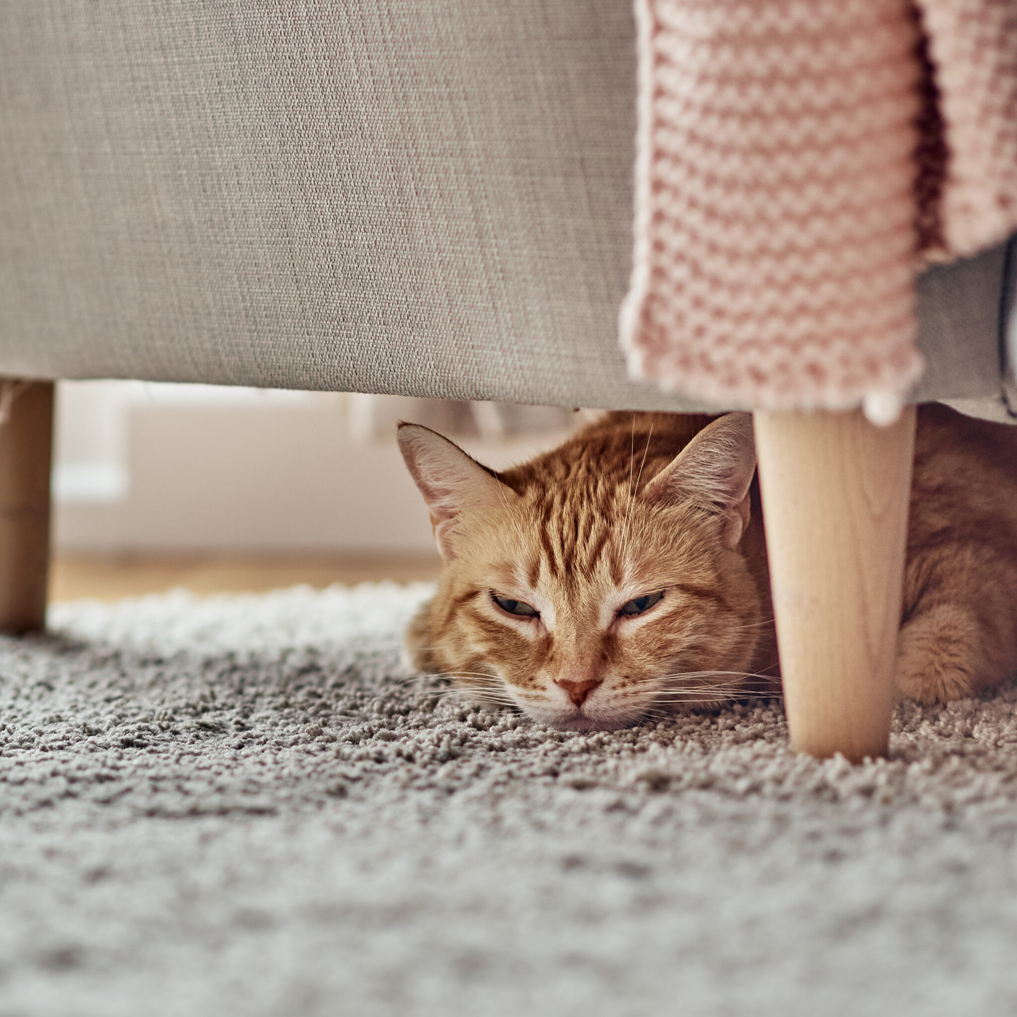 An,Orange,Cat,Lying,Under,A,Sofa